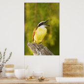 Große Kiskadee, die von Perch aus anruft Poster (Küche)