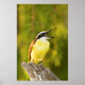 Große Kiskadee, die von Perch aus anruft Poster (Vorne)