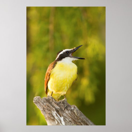 Große Kiskadee, die von Perch aus anruft Poster (Vorne)