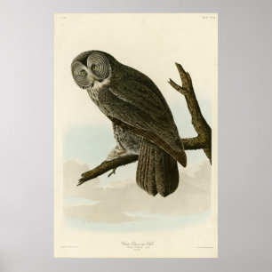 Große krummige Schale von Audubon Vögeln in Amerik Poster