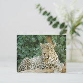 Große Leoparden, die auf einem Baumprotokoll stehe Postkarte (Stehend Vorderseite)