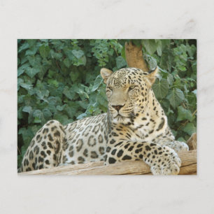 Große Leoparden, die auf einem Baumprotokoll stehe Postkarte