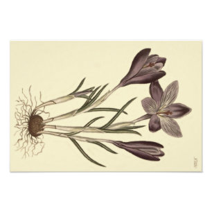 Große Lila Frühlingskrokus Botanische Illustrati Fotodruck