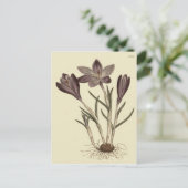 Große Lila Frühlingskrokus Botanische Illustration Postkarte (Stehend Vorderseite)