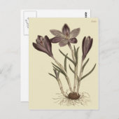 Große Lila Frühlingskrokus Botanische Illustration Postkarte (Vorne/Hinten)