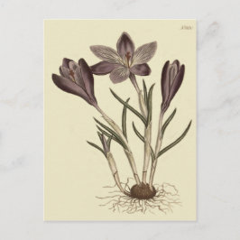 Große Lila Frühlingskrokus Botanische Illustration Postkarte