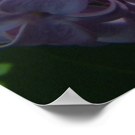 Große Lilac Blooms Poster (Ecke)