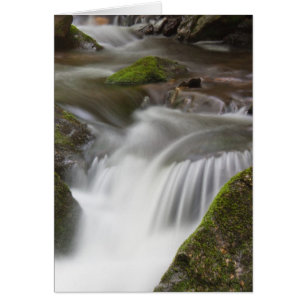 Große Lorbeer-Niederlassung