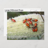 Große Milkwede Postkarte (Vorne/Hinten)