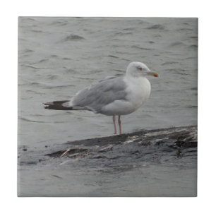 Große Möwe Fliese