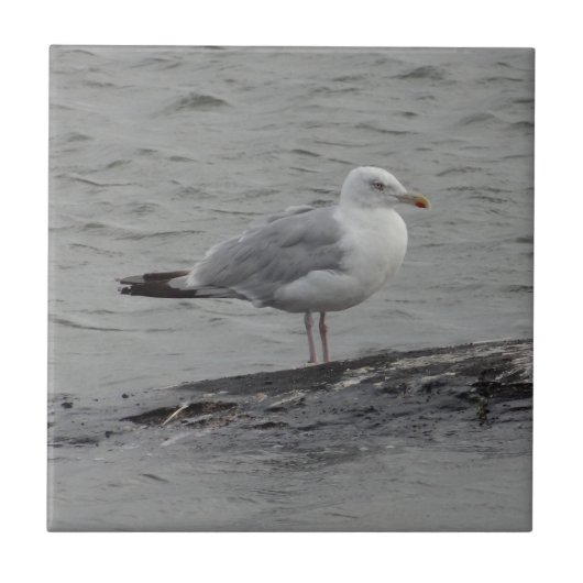 Große Möwe Fliese (Vorderseite)