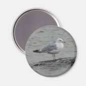 Große Möwe Magnet (Vorderseite/Rückseite)