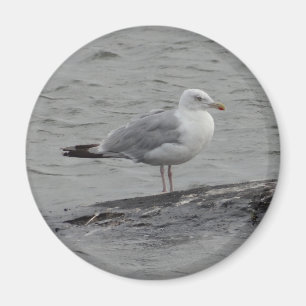 Große Möwe Magnet