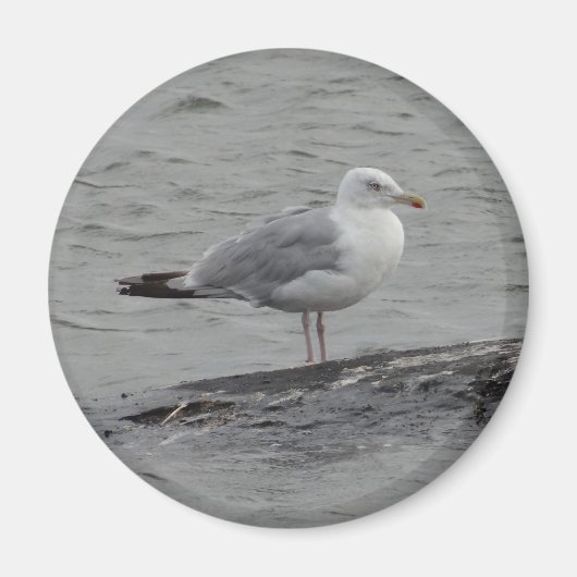 Große Möwe Magnet (Vorne)