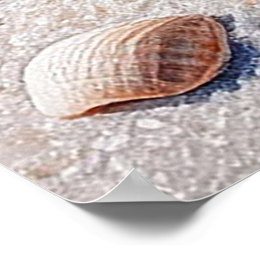 Große Muschel am Strand von Sandy Poster (Ecke)
