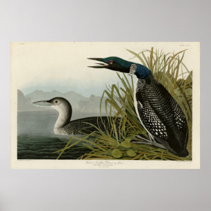 Große Nordtaucher Loon Audubon Birds of America Poster