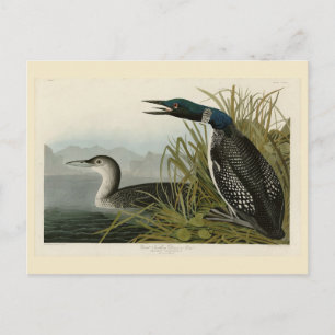 Große Nordtaucher Loon Audubon Birds of America Postkarte