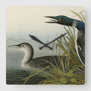 Große Nordtaucher Loon Audubon Birds of America Quadratische Wanduhr