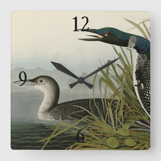 Große Nordtaucher Loon Audubon Birds of America Quadratische Wanduhr (Vorderseite)