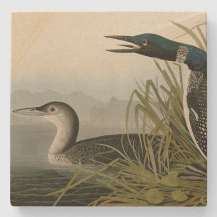 Große Nordtaucher Loon Audubon Birds of America Steinuntersetzer