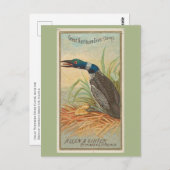 Große Nordtaucher (Loon) Postkarte (Vorne/Hinten)