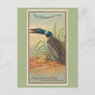 Große Nordtaucher (Loon) Postkarte