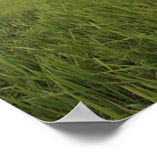 große offene Reisfelder Poster (Ecke)