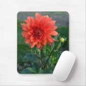 Große orange Dahlie-Blumenknospe Mousepad (Mit Mouse)