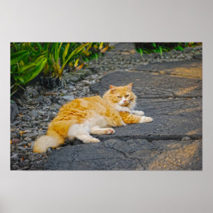 Große Orange-Weiße Katze Poster