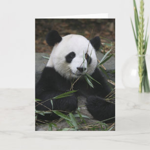 Große Pandas am Panda-Schutz u. Karte