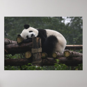 Große Pandas im Schutzgebiet für Große Pandas Poster