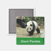 Große Pandas Magnet (Vorderseite/Rückseite)