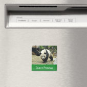Große Pandas Magnet (In Situ (Geschirrspüler))