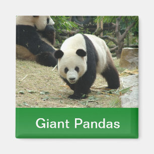 Große Pandas Magnet