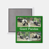 Große Pandas Magnet (Vorderseite/Rückseite)