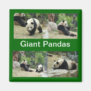 Große Pandas Magnet