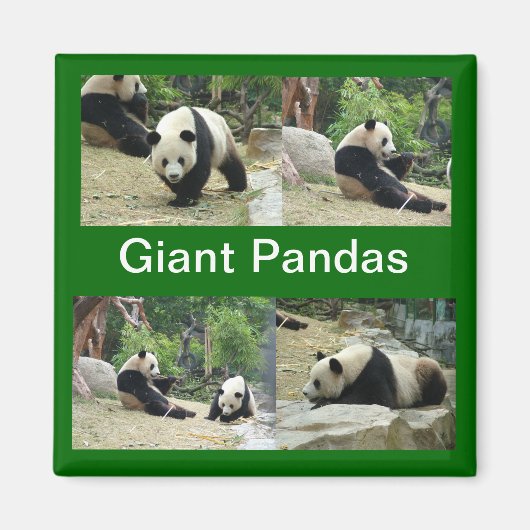 Große Pandas Magnet (Vorne)