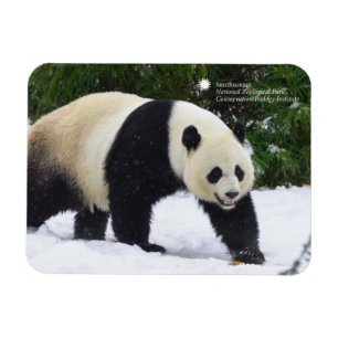 Große Pandas Smithsonian   im Schnee Magnet
