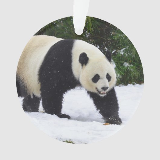 Große Pandas Smithsonian | im Schnee Ornament (Vorderseite)
