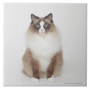 Große Pelzkatze Fliese