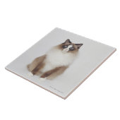 Große Pelzkatze Fliese (Seite)