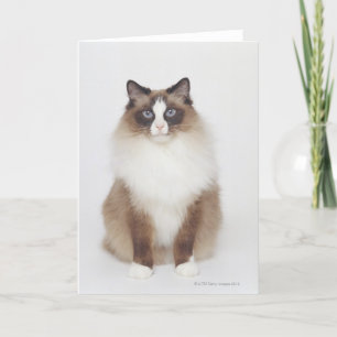 Große Pelzkatze Karte