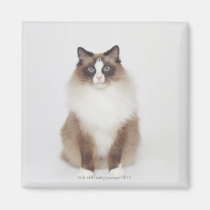 Große Pelzkatze Magnet