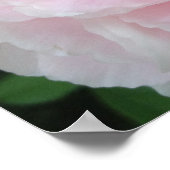 Große Pink Peony Blume Poster (Ecke)