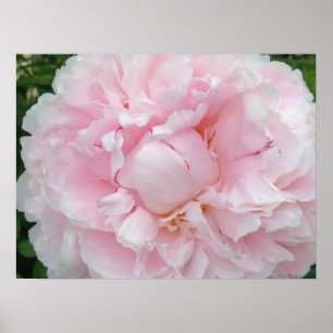 Große Pink Peony Blume Poster