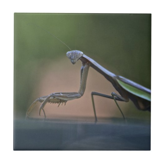 Große Prachtmantis Trivet Fliese (Vorderseite)