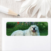 Große Pyrenäen (Insitu)