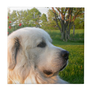 Große Pyrenäen Fliese