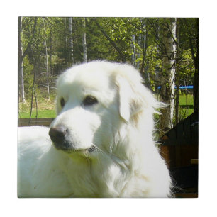 große Pyrenäen Fliese