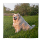 Große Pyrenäen Fliese (Vorderseite)